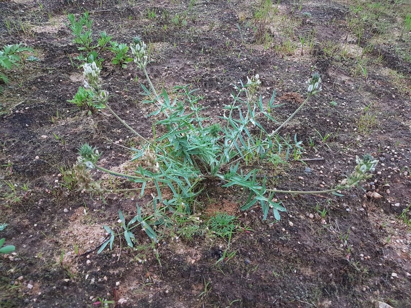 Oxytropis oxyphylla photo 8