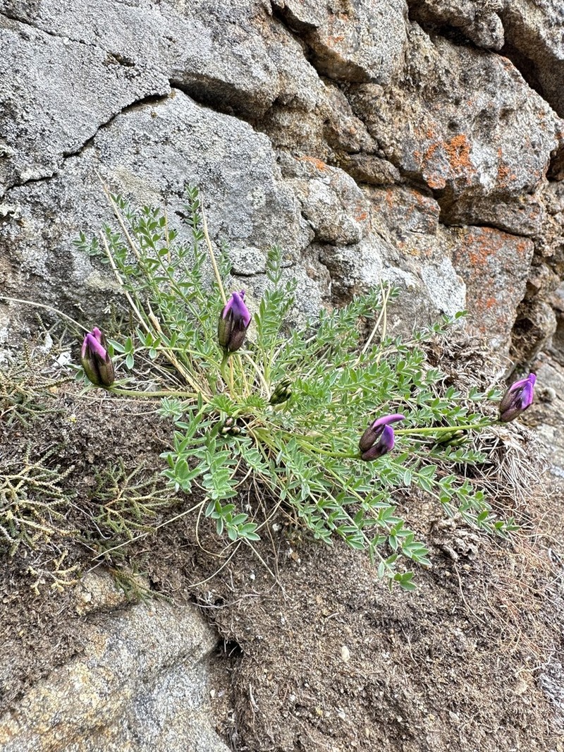 Oxytropis oxyphylloides