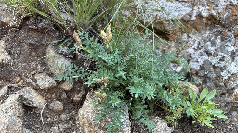 Oxytropis oxyphylloides photo 3