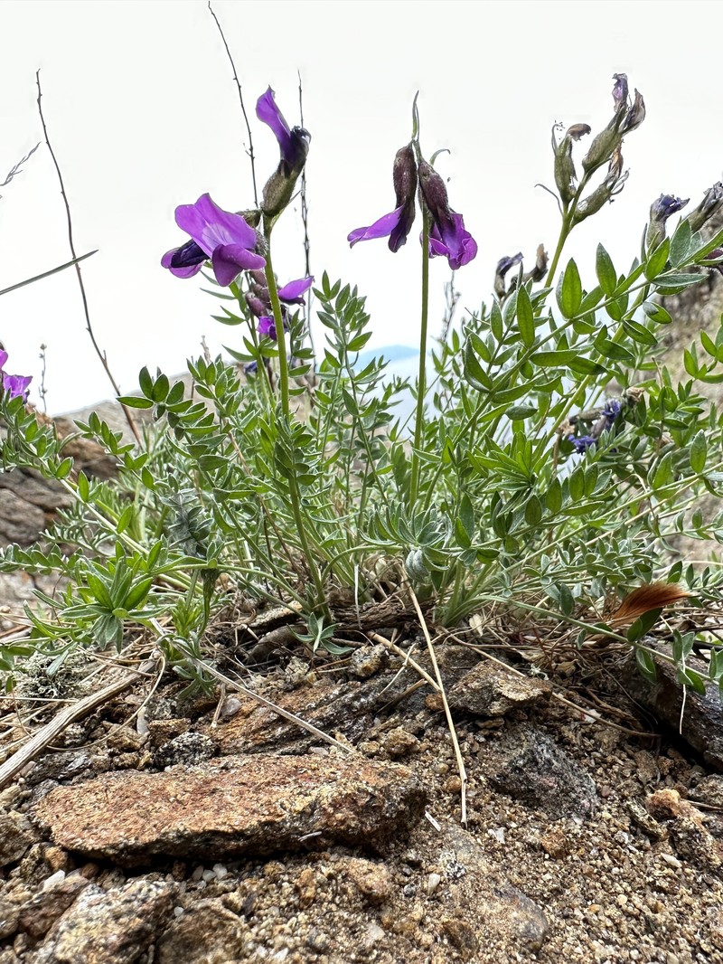 Oxytropis oxyphylloides photo 7