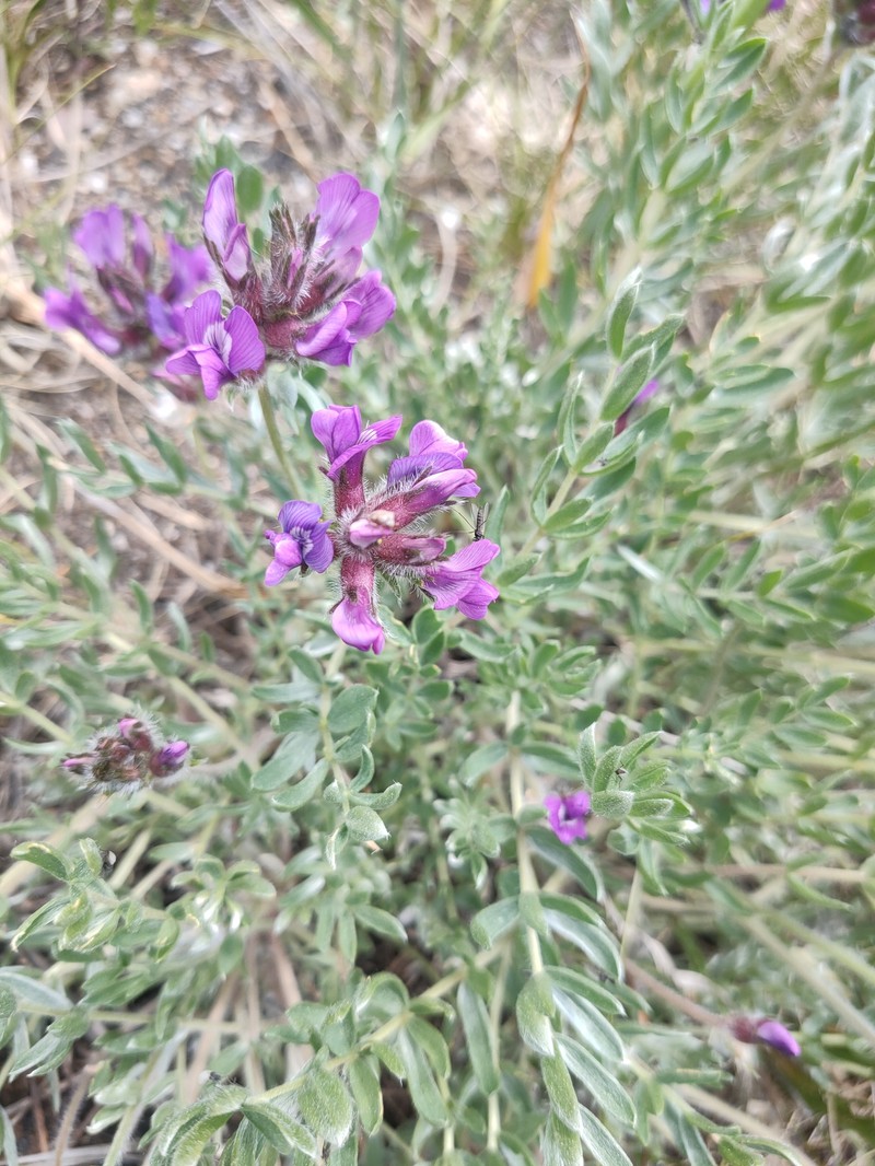 Oxytropis oxyphylloides photo 8