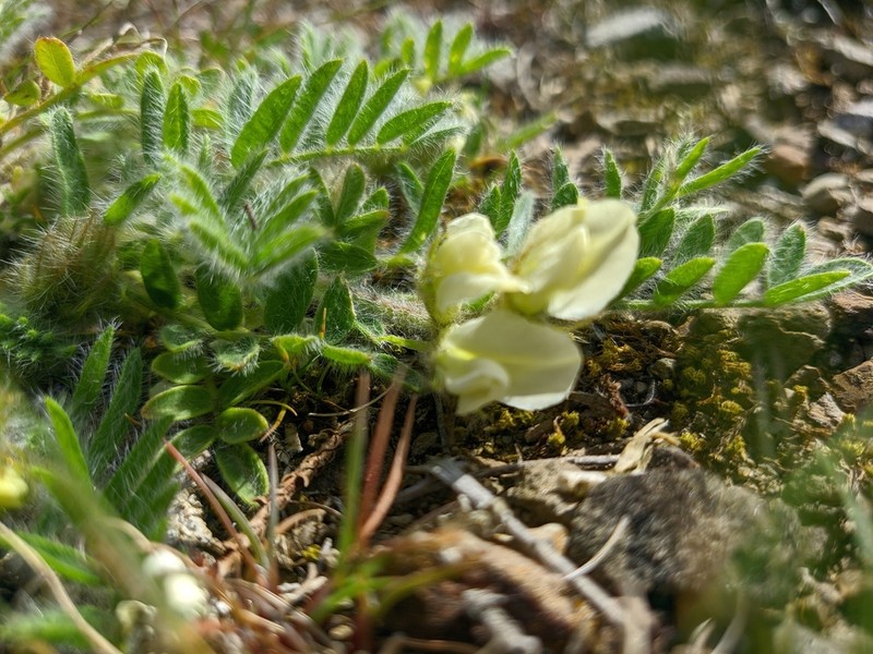 Oxytropis pallasii