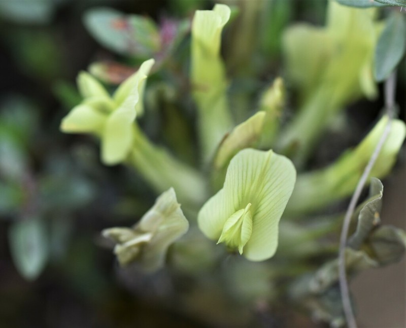 Oxytropis pallasii photo 2