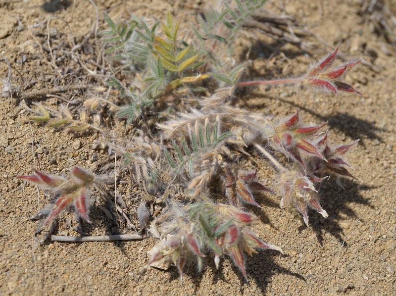 Oxytropis pallasii photo 3