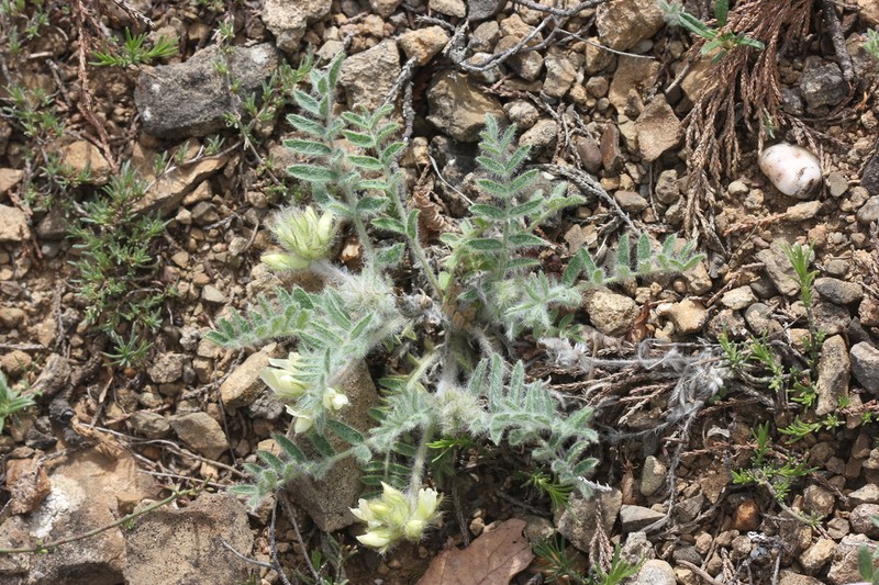 Oxytropis pallasii photo 4