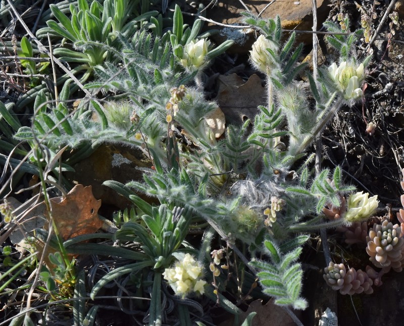 Oxytropis pallasii photo 5