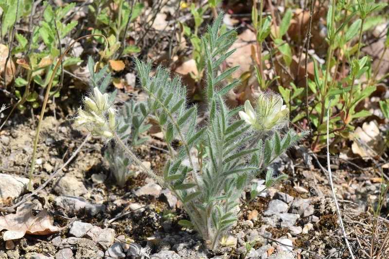 Oxytropis pallasii photo 6