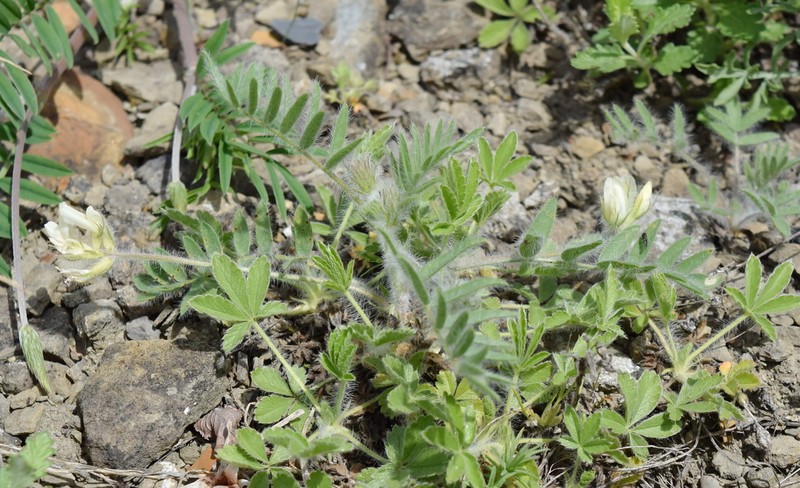 Oxytropis pallasii photo 7