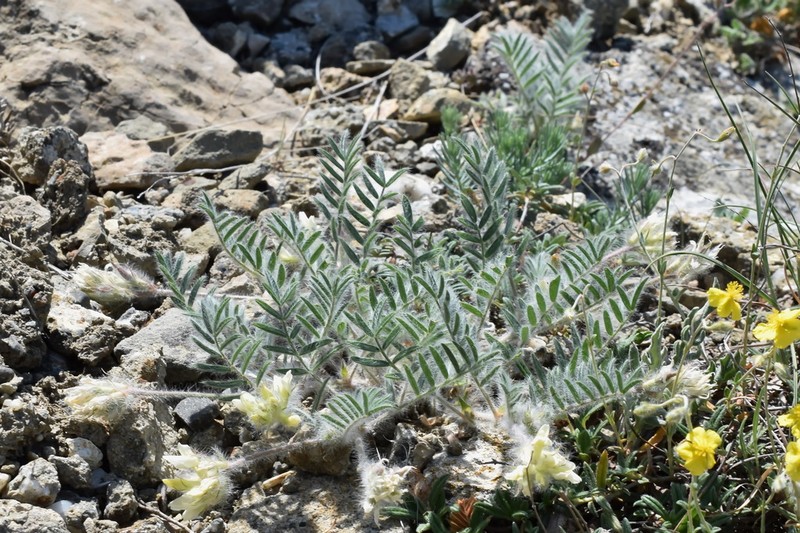 Oxytropis pallasii photo 8