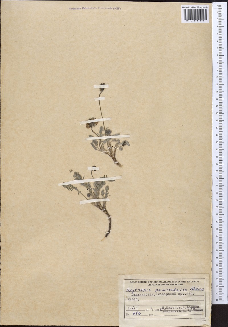 Oxytropis pamiroalajca