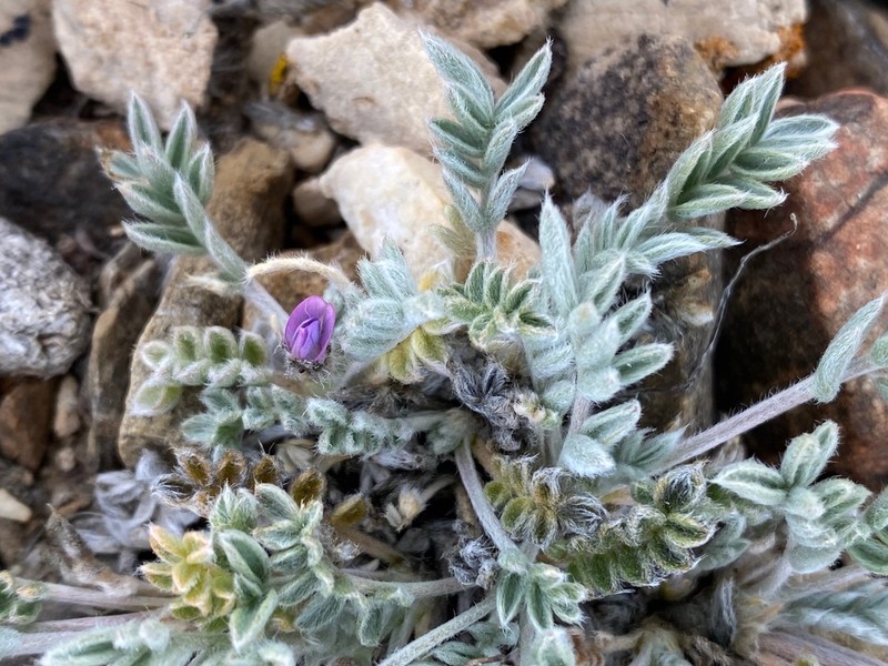 Parry's Oxytrope photo 2