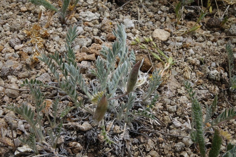 Parry's Oxytrope photo 3