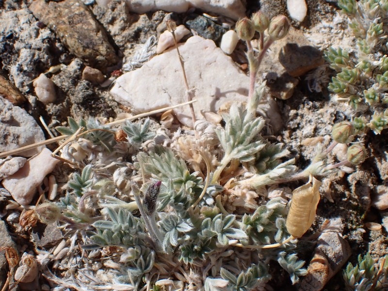 Parry's Oxytrope photo 5