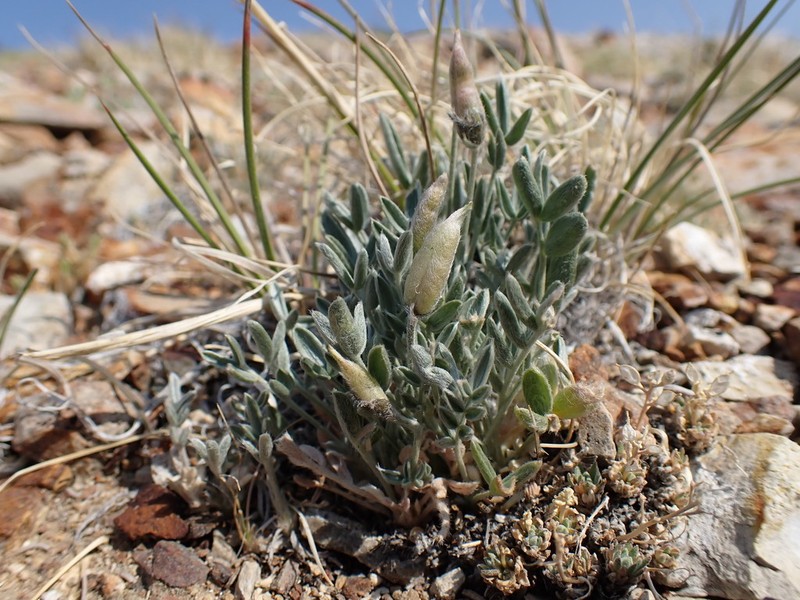 Parry's Oxytrope photo 6