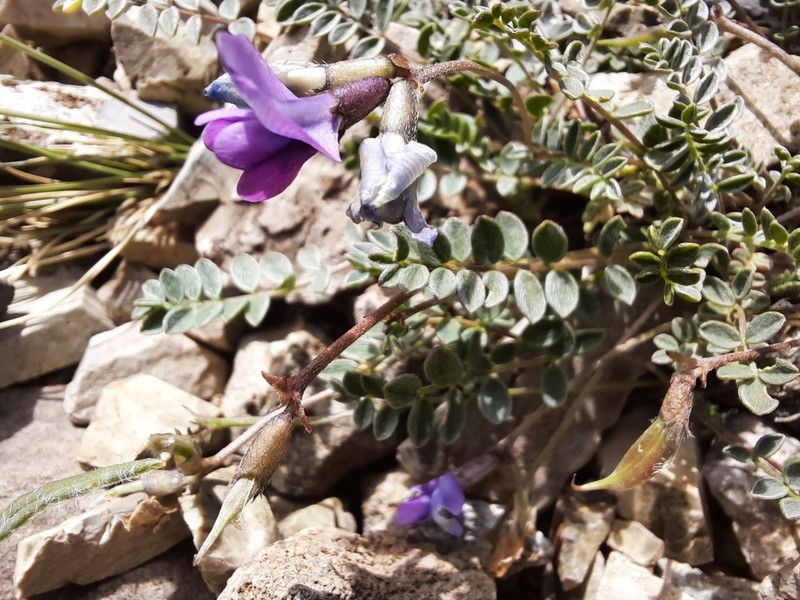Oxytropis pauciflora