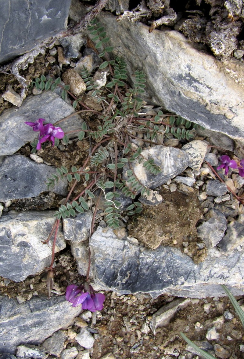 Oxytropis pauciflora photo 2
