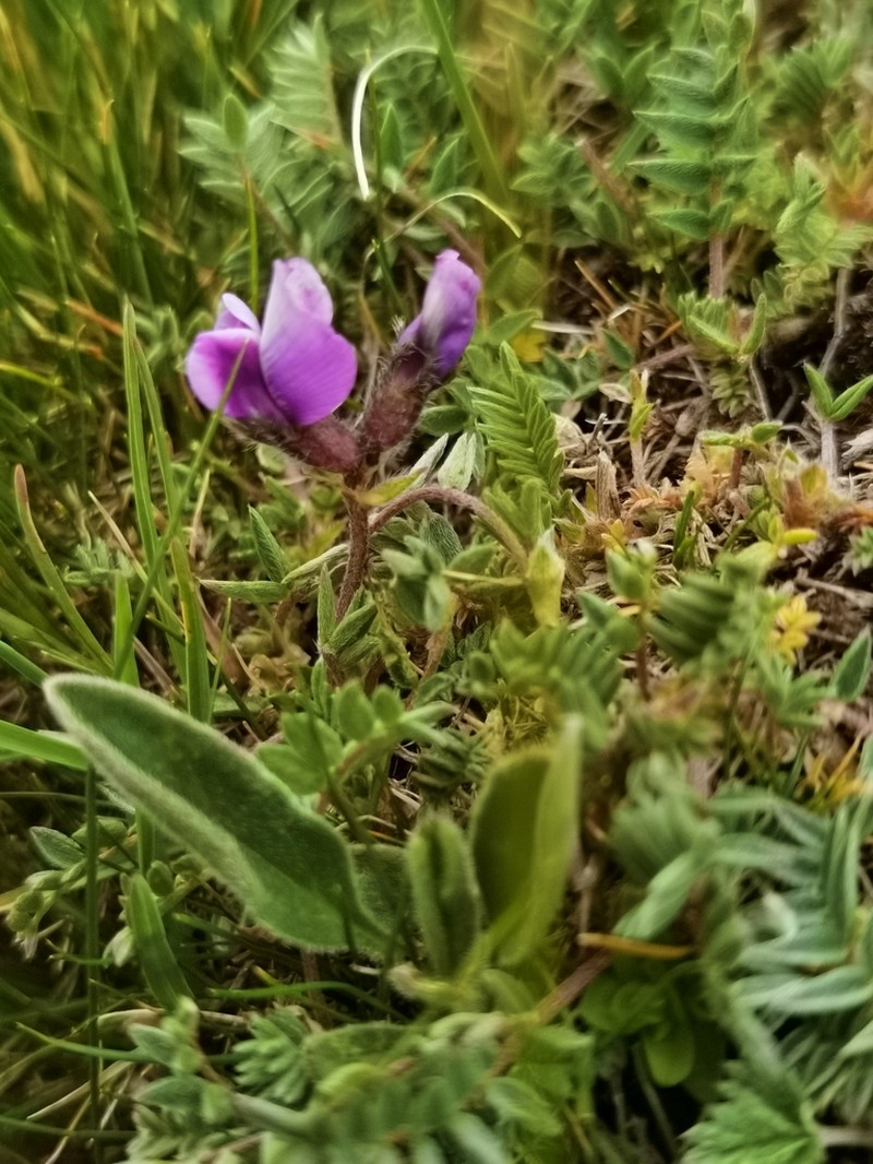 Oxytropis pauciflora photo 4