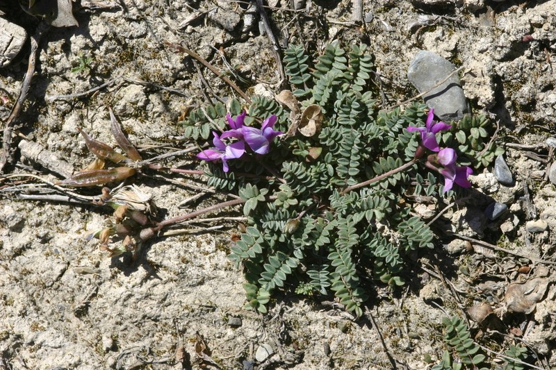 Oxytropis pauciflora photo 5