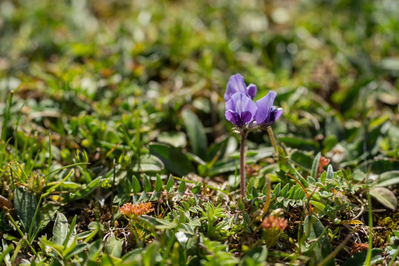 Oxytropis pauciflora photo 6