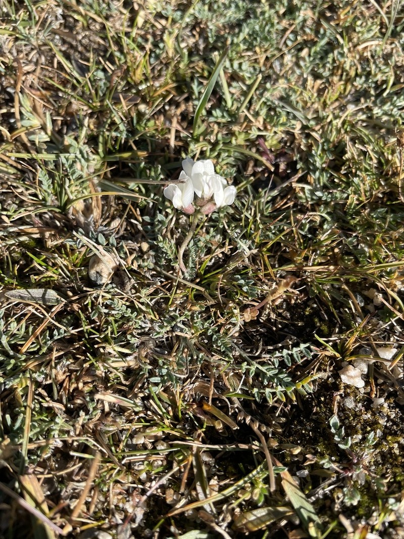 Oxytropis pauciflora photo 8