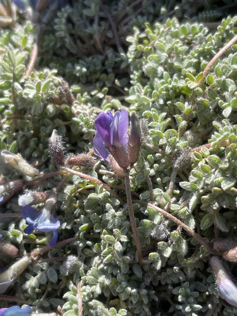 Oxytropis persica