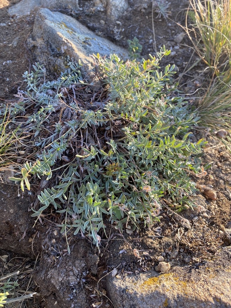 Oxytropis peschkovae photo 2