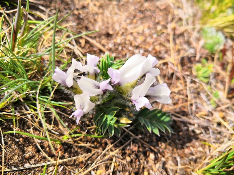 Oxytropis peschkovae photo 3