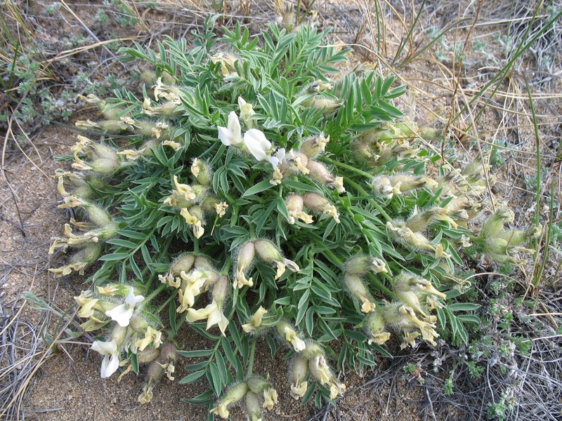 Oxytropis peschkovae photo 4