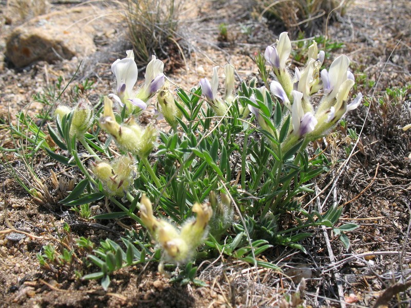 Oxytropis peschkovae photo 5