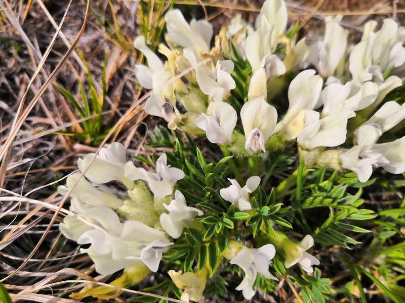 Oxytropis peschkovae photo 6