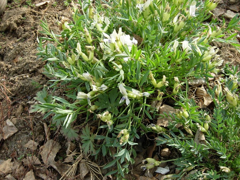 Oxytropis peschkovae photo 7