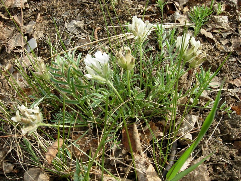 Oxytropis peschkovae photo 8