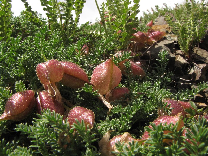 Oxytropis physocarpa photo 2