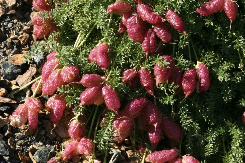 Oxytropis physocarpa photo 4