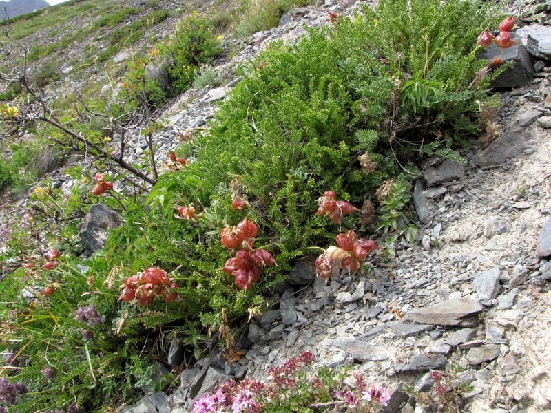 Oxytropis physocarpa photo 5