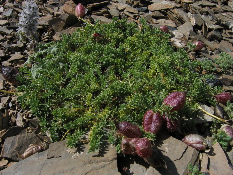 Oxytropis physocarpa photo 6