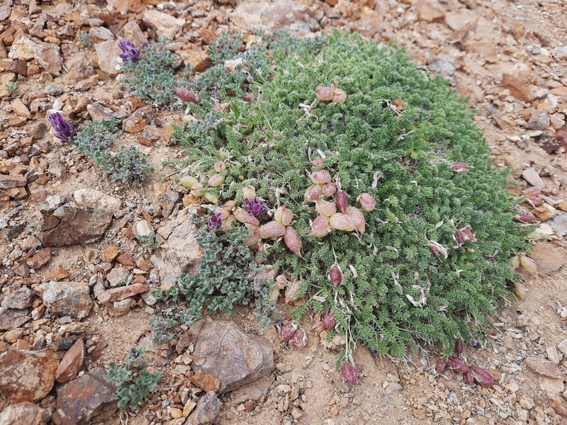 Oxytropis physocarpa photo 7