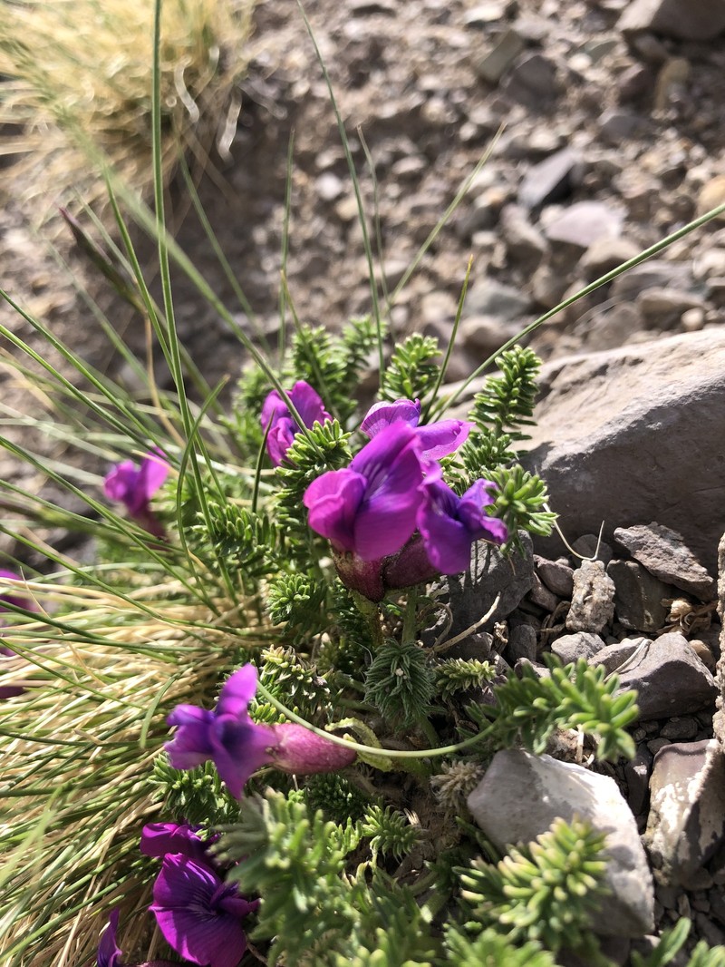 Oxytropis physocarpa photo 8