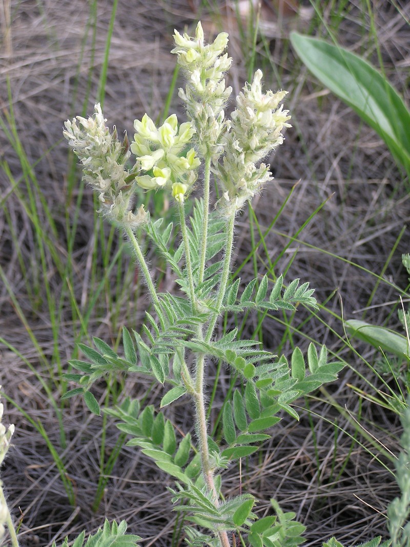 Oxytropis pilosa