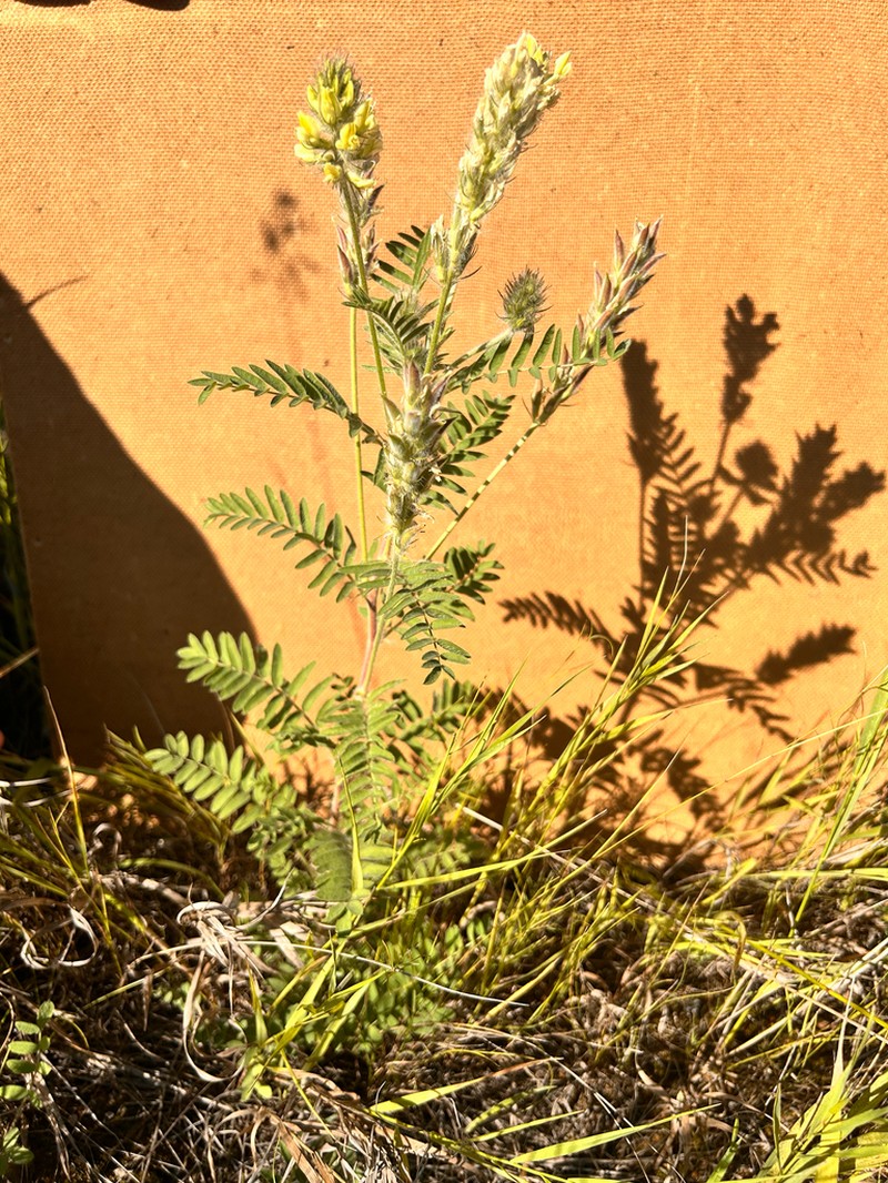 Oxytropis pilosa photo 2