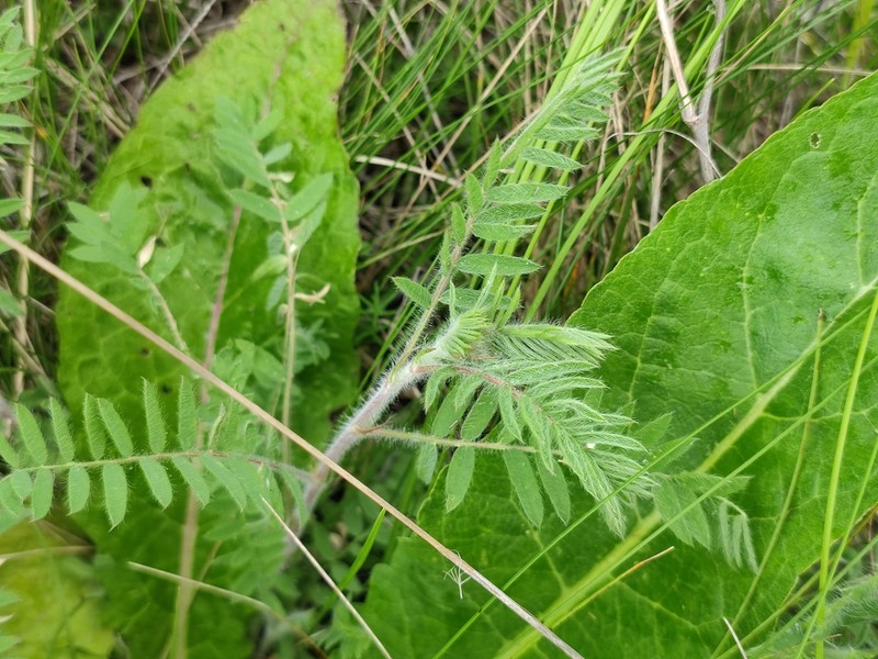 Oxytropis pilosa photo 3