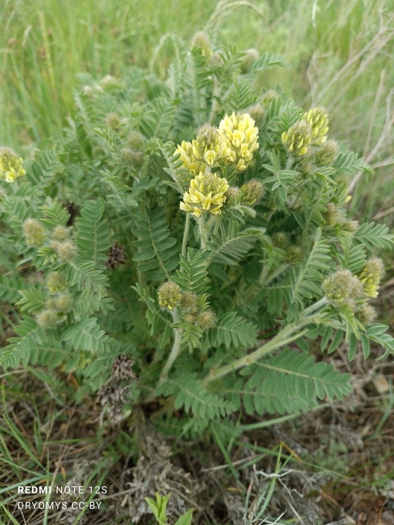 Oxytropis pilosa photo 4