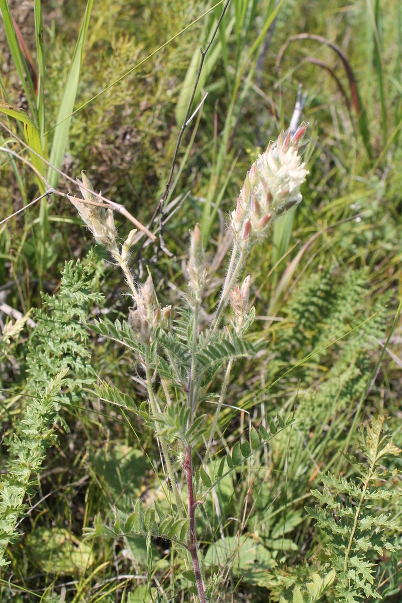 Oxytropis pilosa photo 5