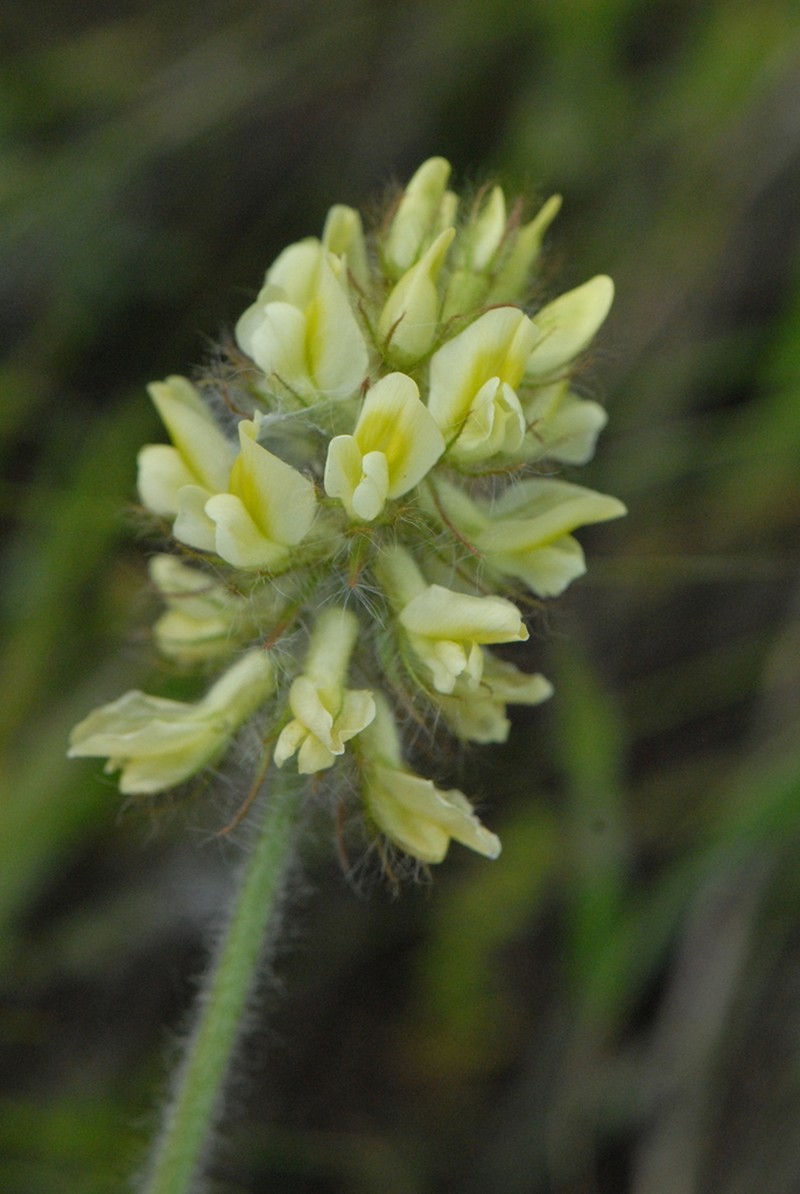 Oxytropis pilosa photo 6