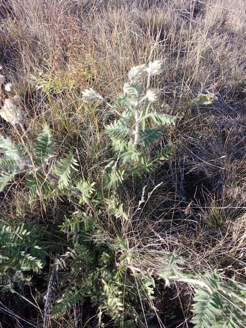 Oxytropis pilosa photo 7