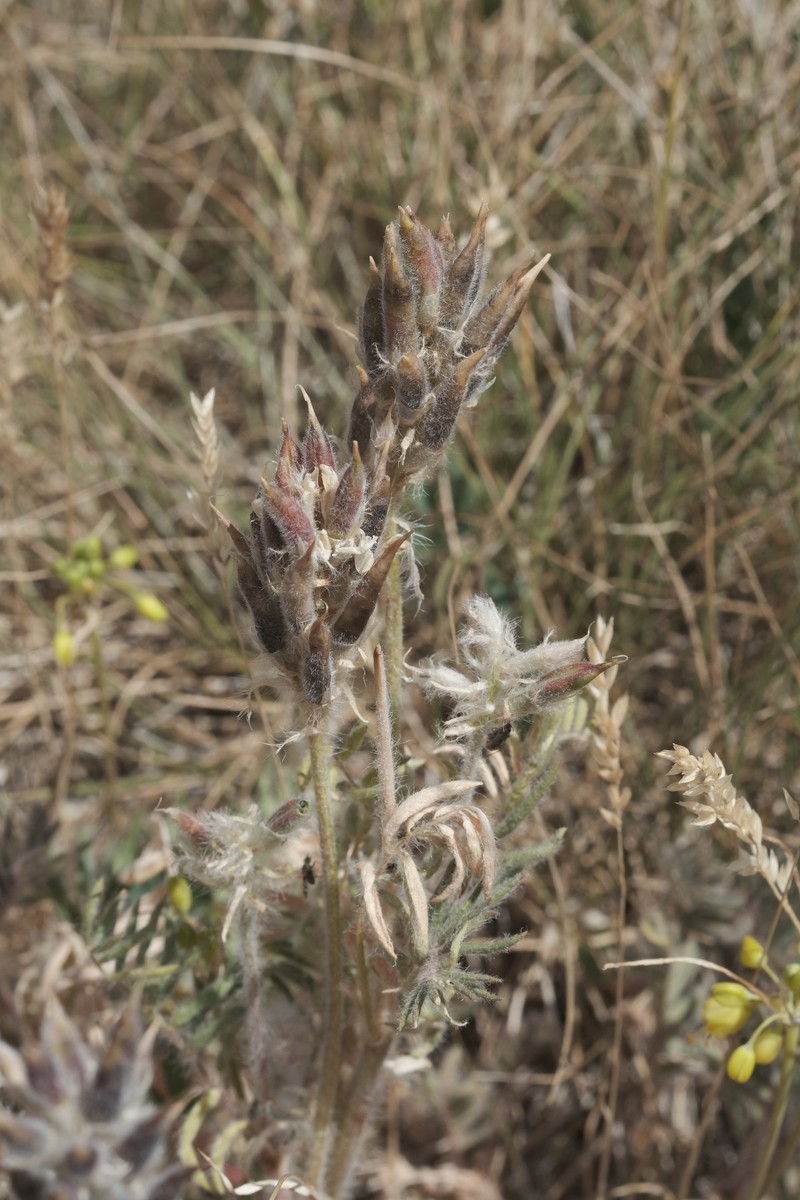 Oxytropis pilosa subsp. caputoi