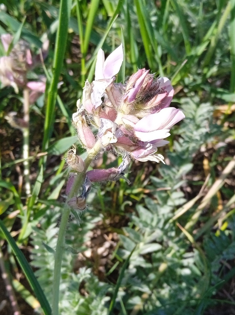 Oxytropis pilosissima photo 2