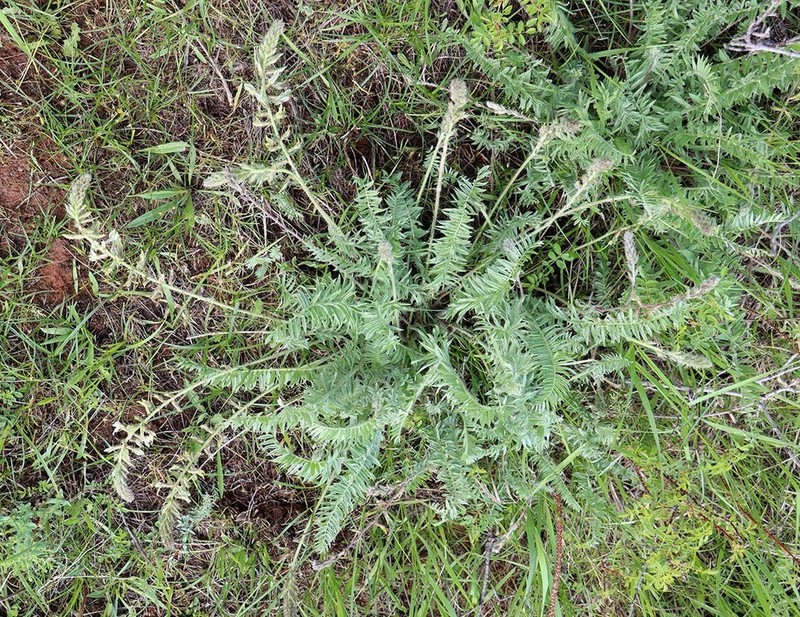Oxytropis pilosissima photo 3