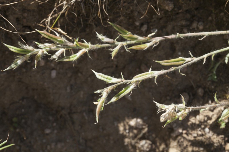 Oxytropis pilosissima photo 4