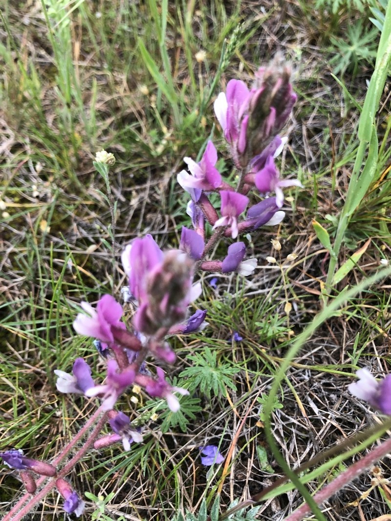 Oxytropis pilosissima photo 5